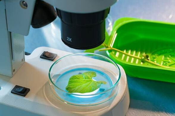 Agro Smart Lab Glivične bolezni rastlin - testiranje povzročiteljev bolezni