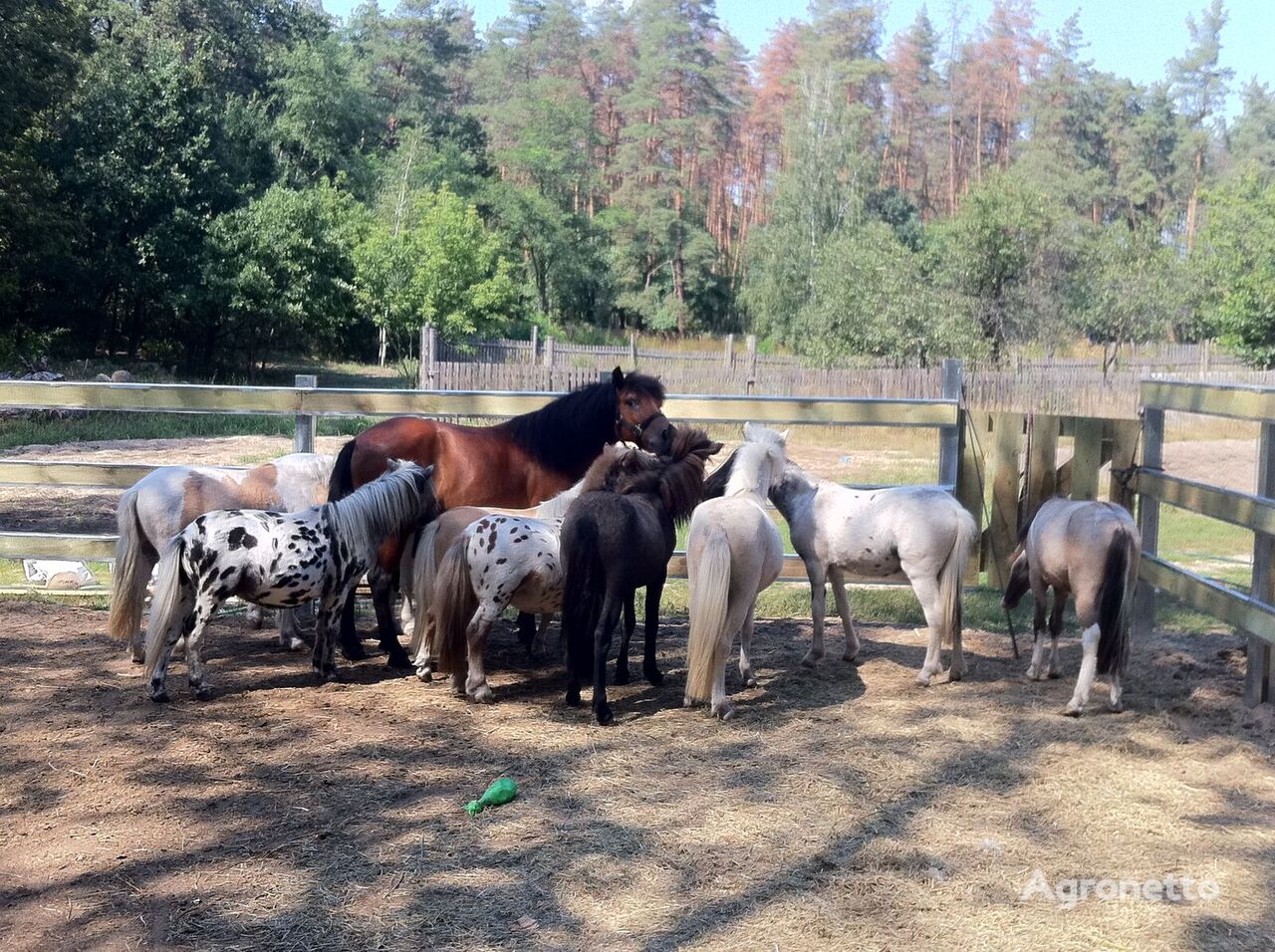 Čistokrvni poniji Pony Farm Raid Kyiv